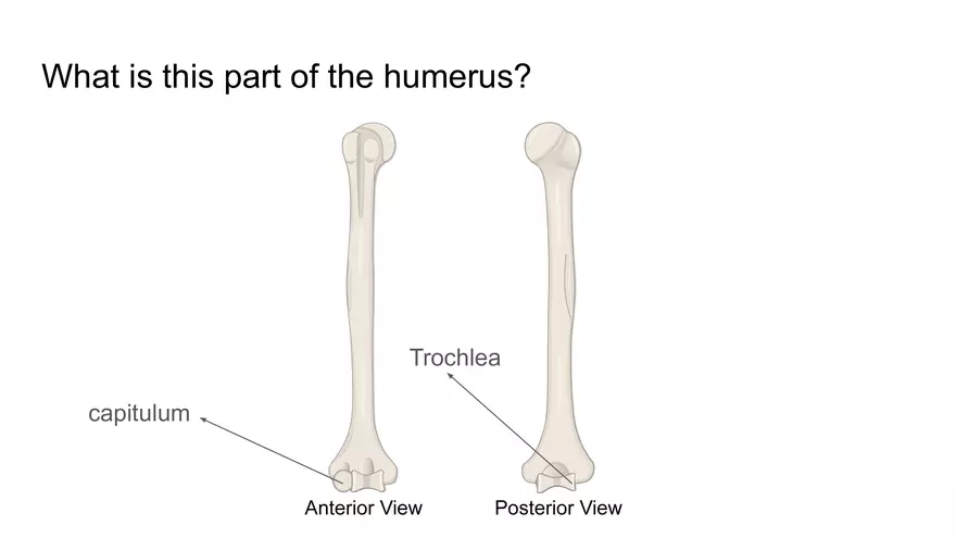 Bone Project Presentation - Page 70