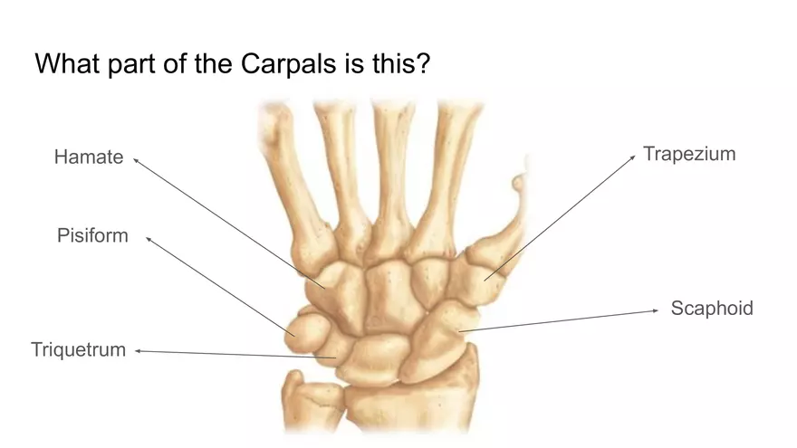 Bone Project Presentation - Page 81