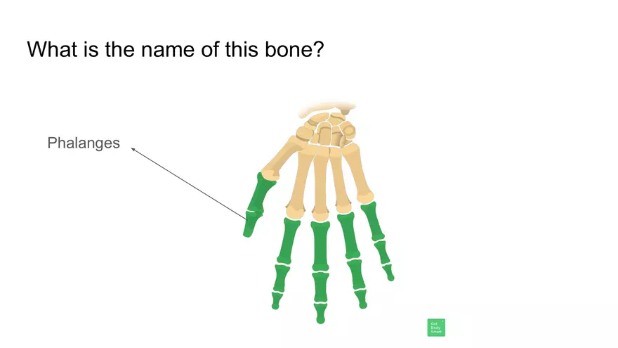 Bone Project Presentation - Page 84