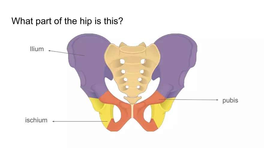 Bone Project Presentation - Page 85