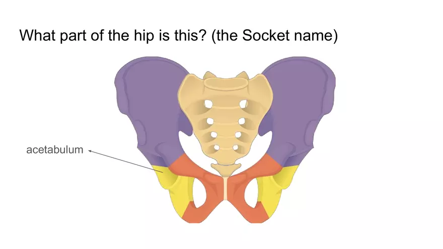 Bone Project Presentation - Page 86