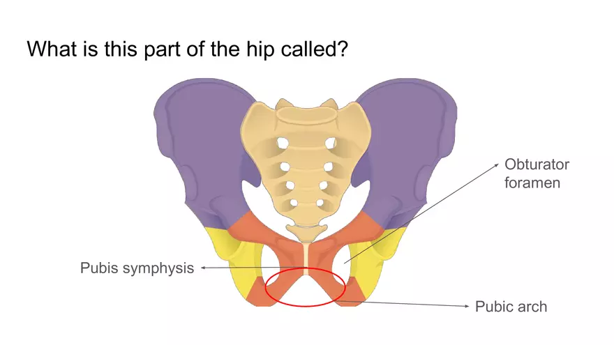 Bone Project Presentation - Page 87