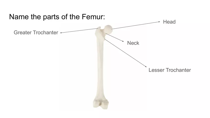 Bone Project Presentation - Page 88