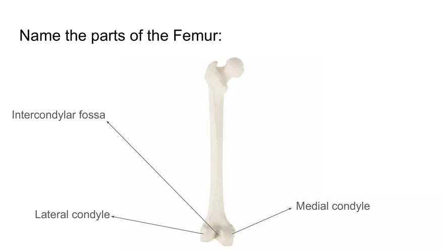 Bone Project Presentation - Page 89