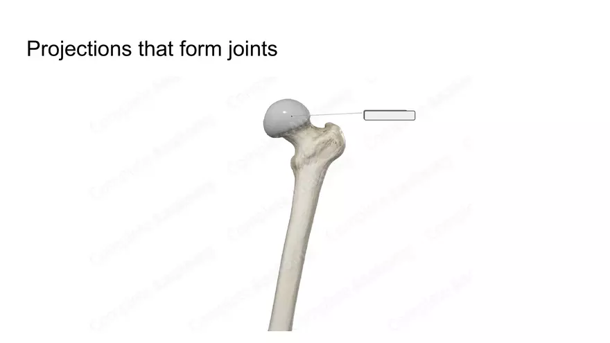 Bone Project Presentation - Page 90