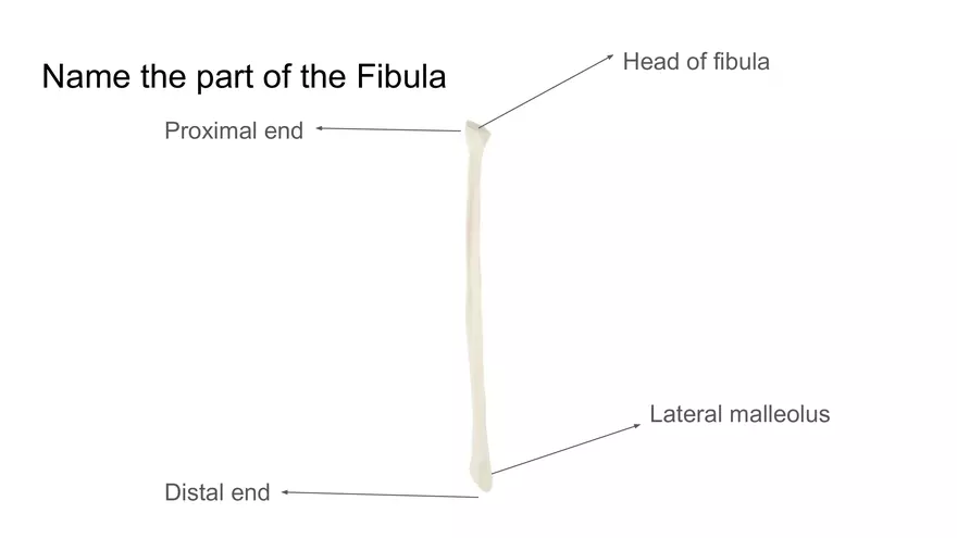 Bone Project Presentation - Page 93