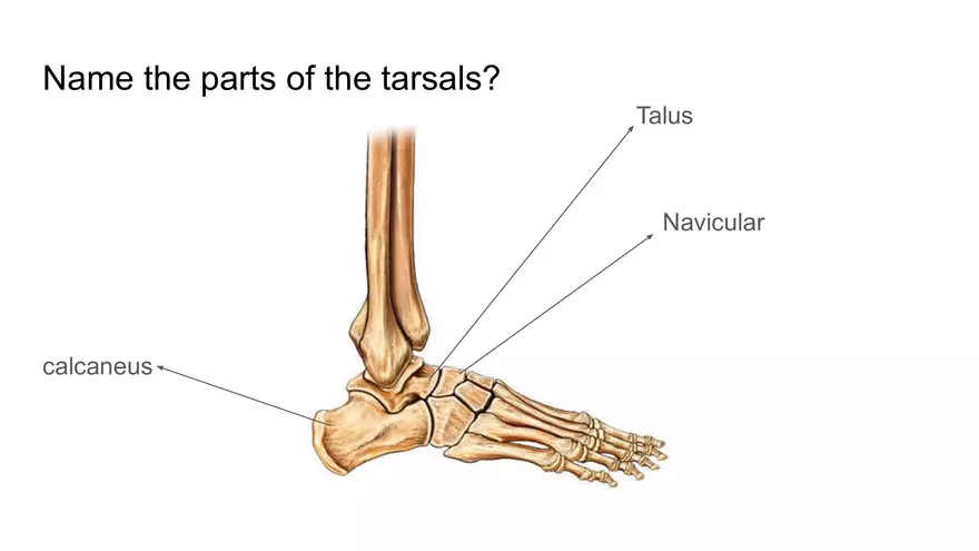 Bone Project Presentation - Page 94