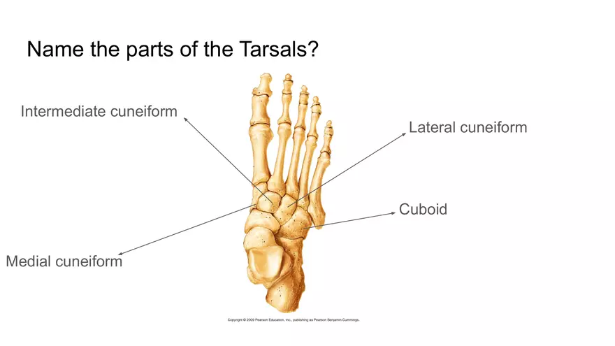 Bone Project Presentation - Page 95