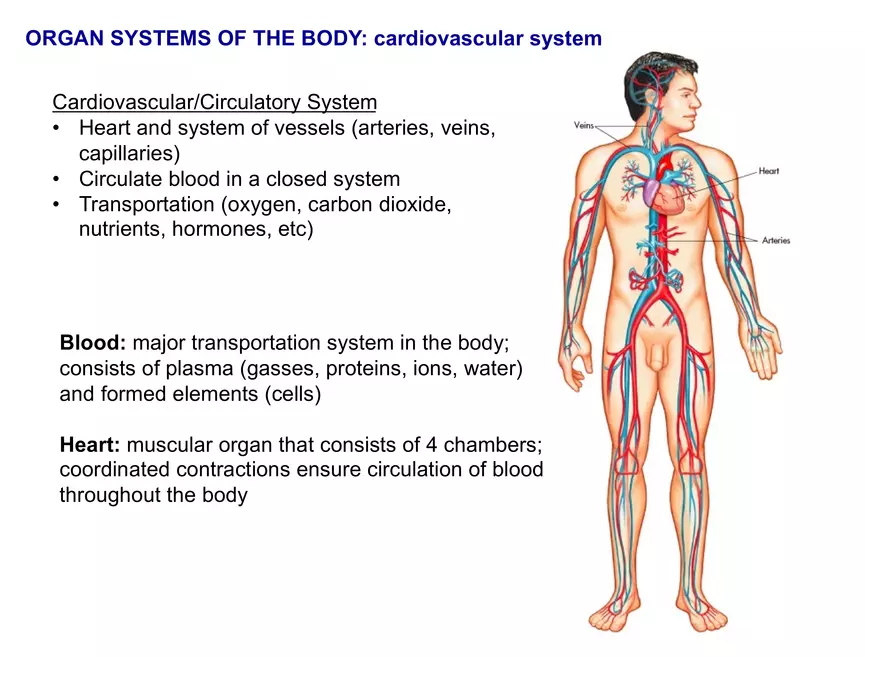 Organ Systems of the Body - Cardiovascular System - Page 2