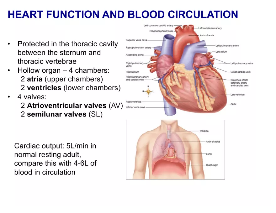 Organ Systems of the Body - Cardiovascular System - Page 3
