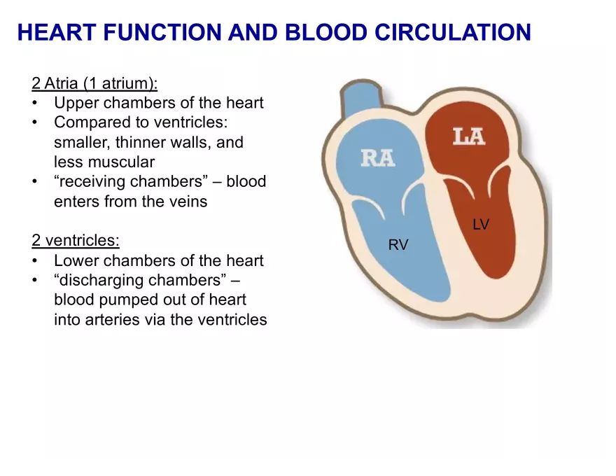 Organ Systems of the Body - Cardiovascular System - Page 4