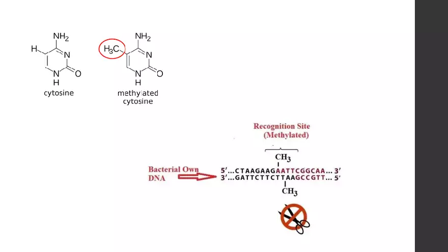 Enzymes Used in Recombinant DNA Technology - Page 3