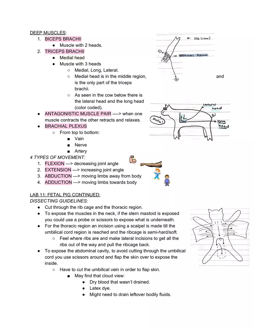 Lab 10 Fetal Pig - Page 1