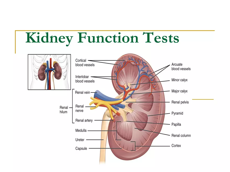 Kidney Function Tests - Page 1
