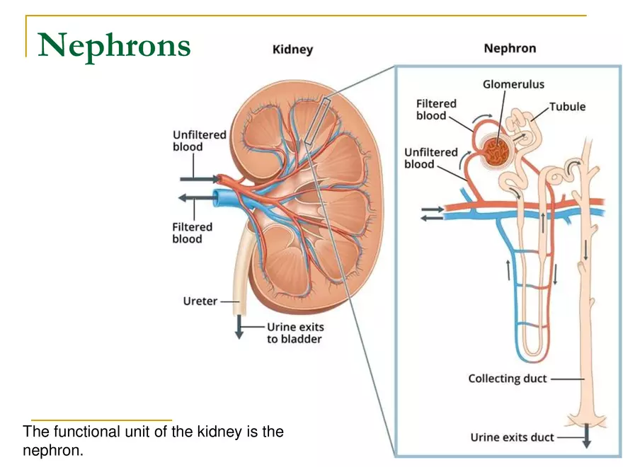 Kidney Function Tests - Page 2