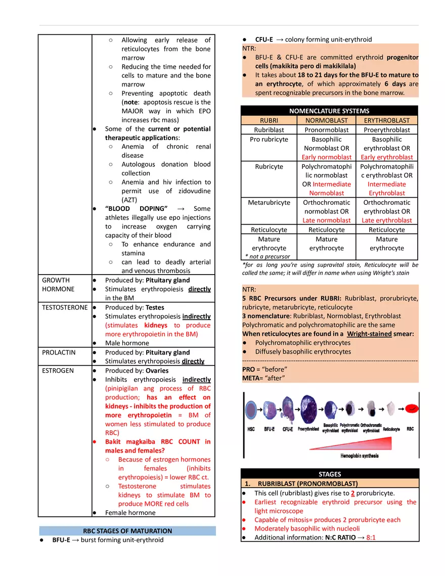 Erythropoiesis and Reticulocytes - Page 2