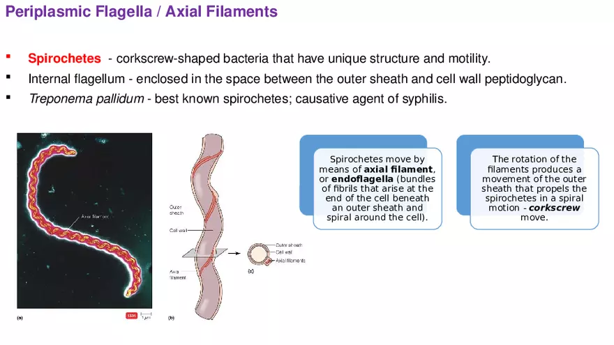 Classification of Microorganisms Lecture 2 - Page 7