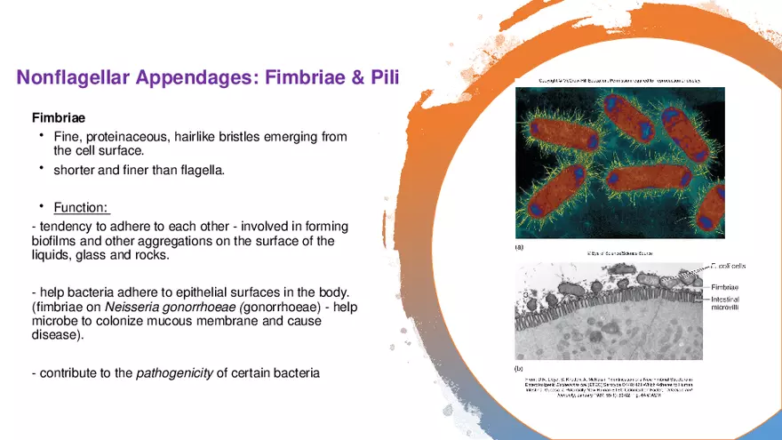 Classification of Microorganisms Lecture 2 - Page 8