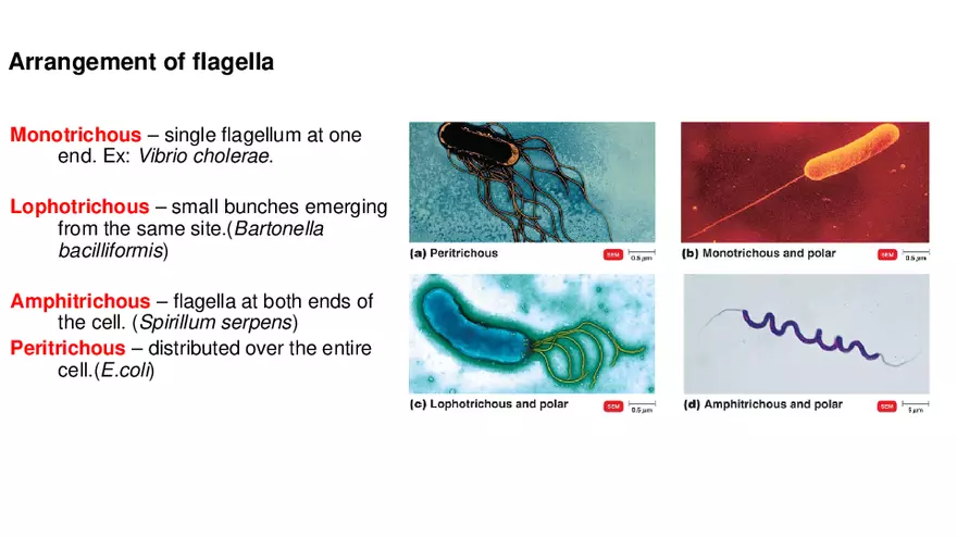 Classification of Microorganisms Lecture 2 - Page 4