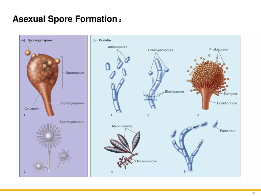 A Survey of Eukaryotic Cells and Microorganisms Part 6 - Page 7