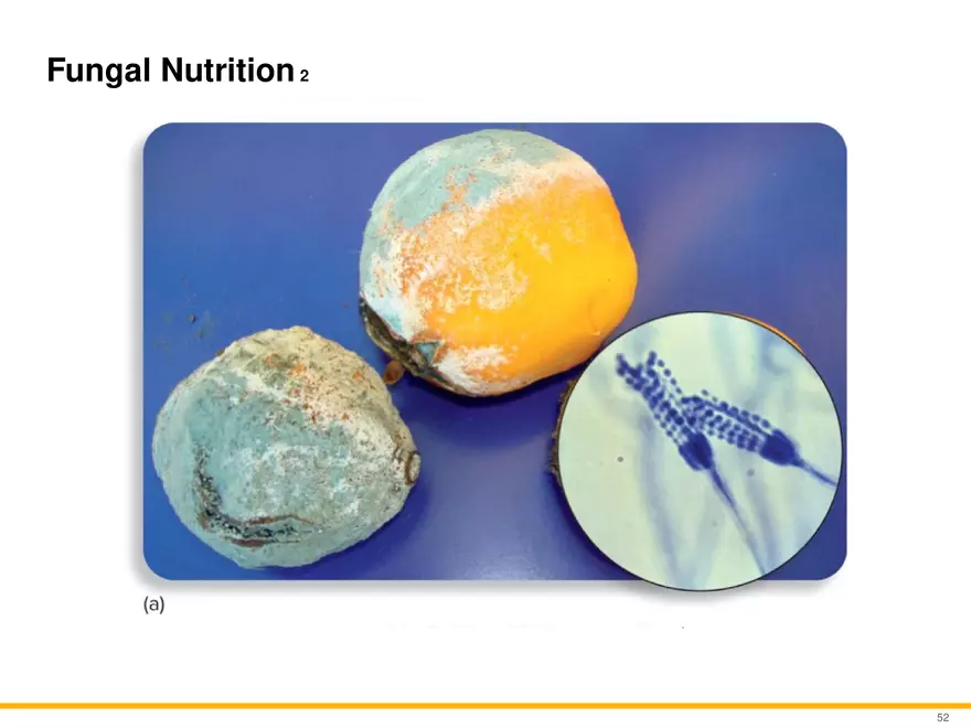 A Survey of Eukaryotic Cells and Microorganisms Part 6 - Page 1