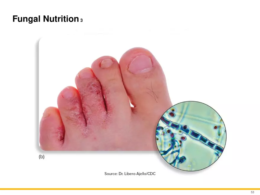 A Survey of Eukaryotic Cells and Microorganisms Part 6 - Page 2