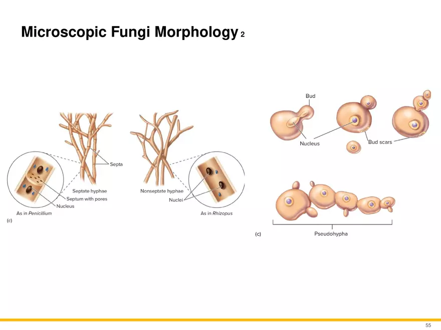 A Survey of Eukaryotic Cells and Microorganisms Part 6 - Page 4