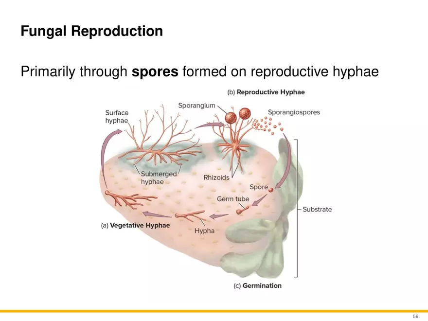 A Survey of Eukaryotic Cells and Microorganisms Part 6 - Page 5