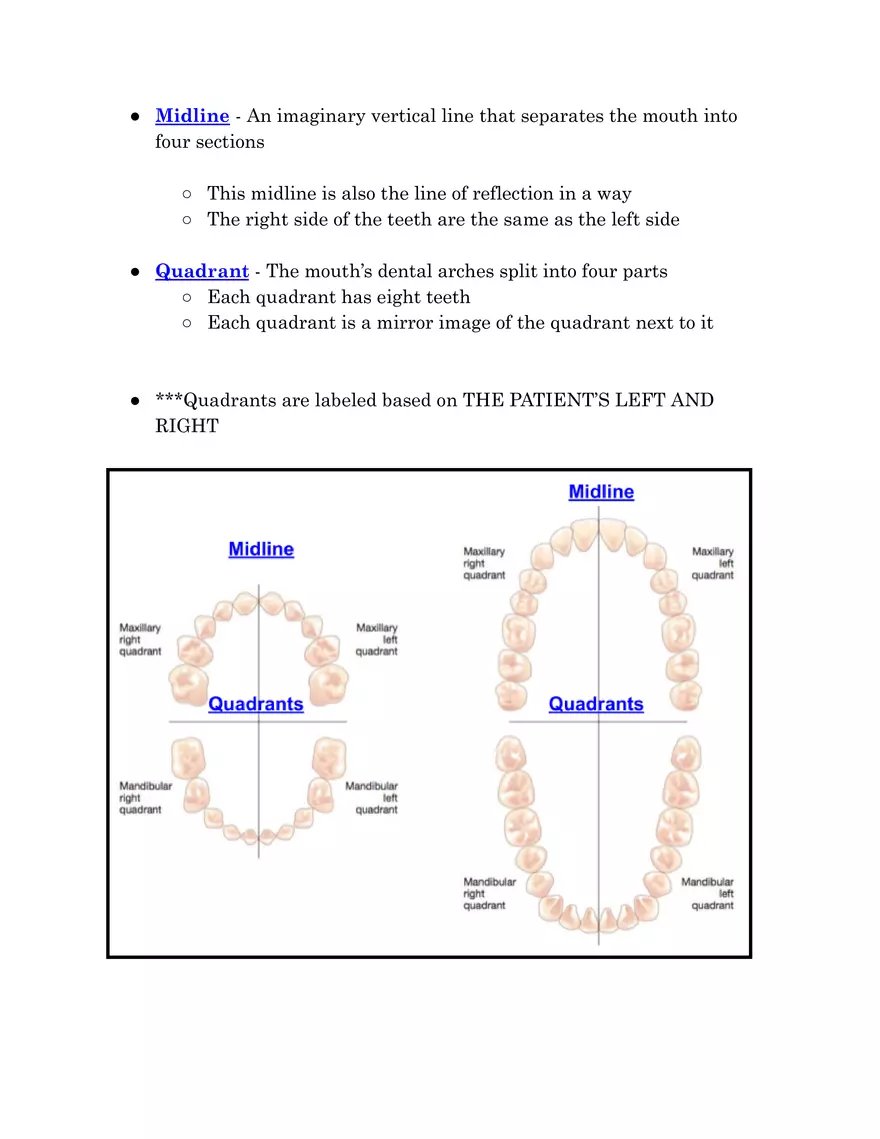 Tooth Morphology - Page 3