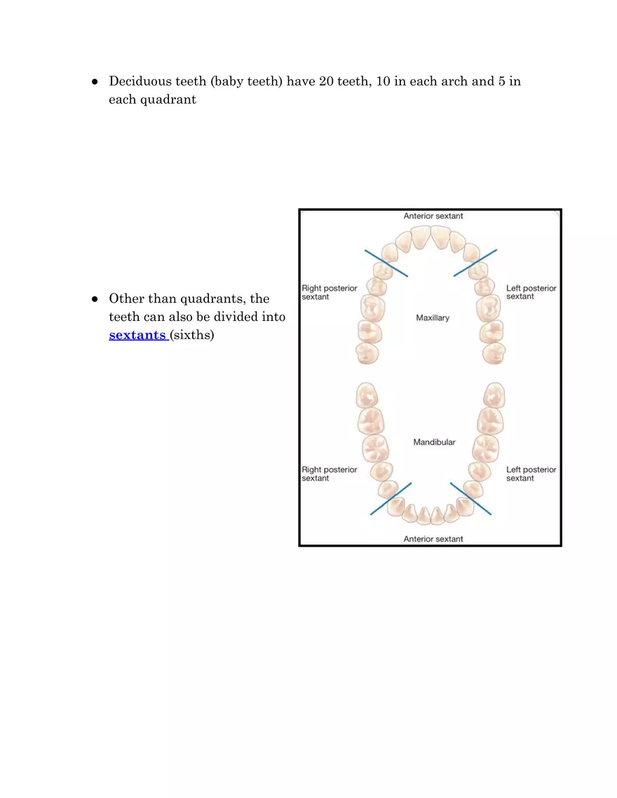 Tooth Morphology - Page 4