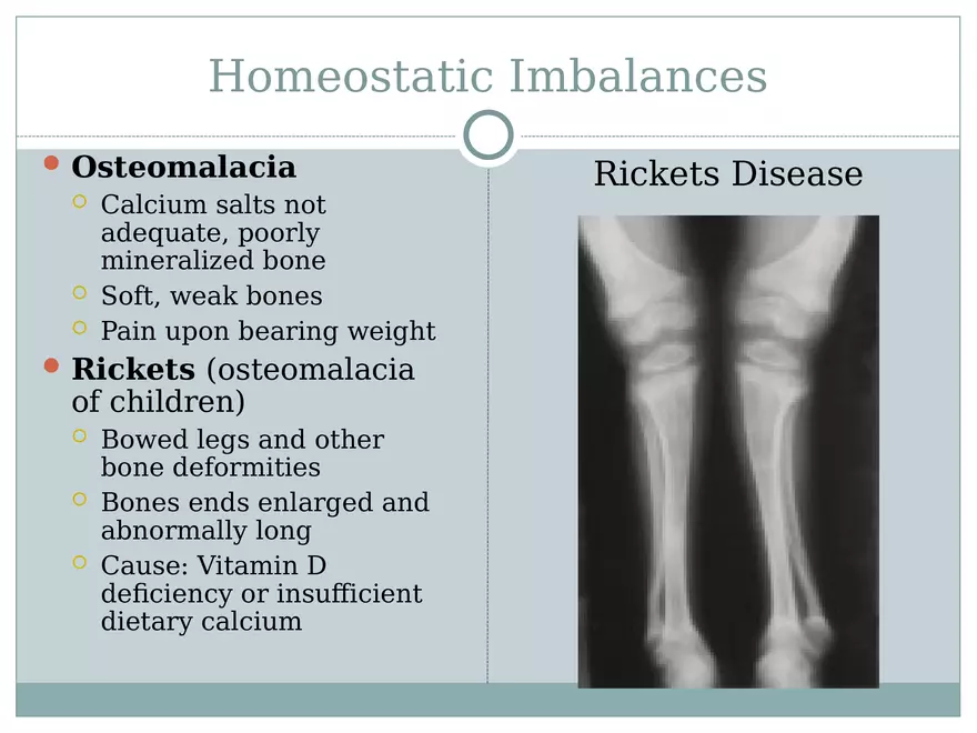 Chapter 6 Bones and Skeletal Tissue Part 2 - Page 4