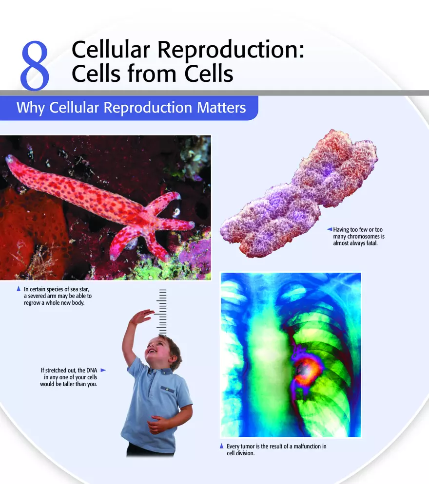 Cells from Cells Study Guide - Page 1