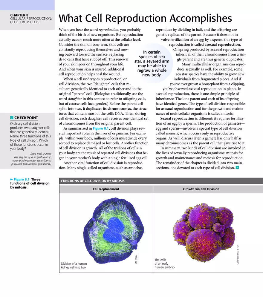 Cells from Cells Study Guide - Page 3