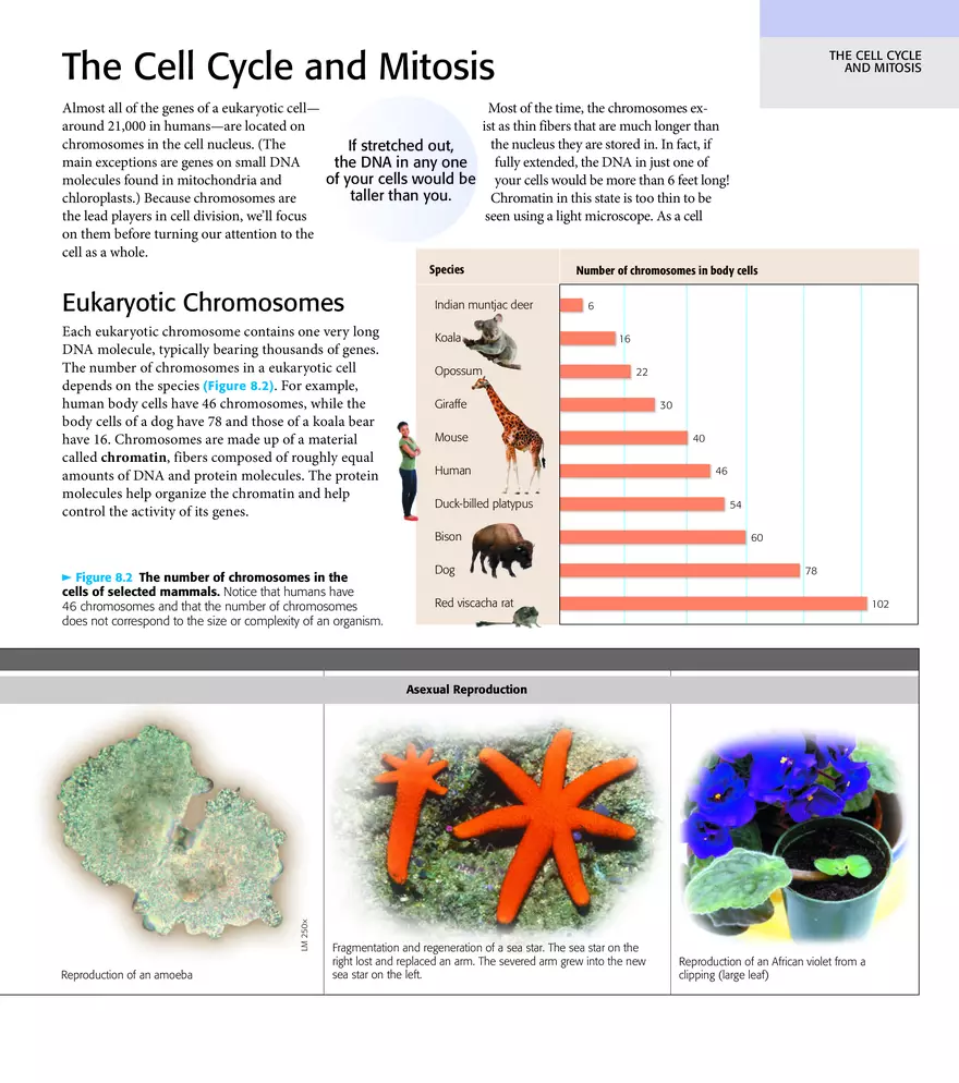 Cells from Cells Study Guide - Page 4