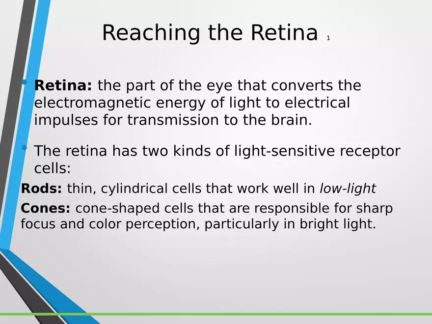 Sensation and Perception Lecture 3 - Page 7