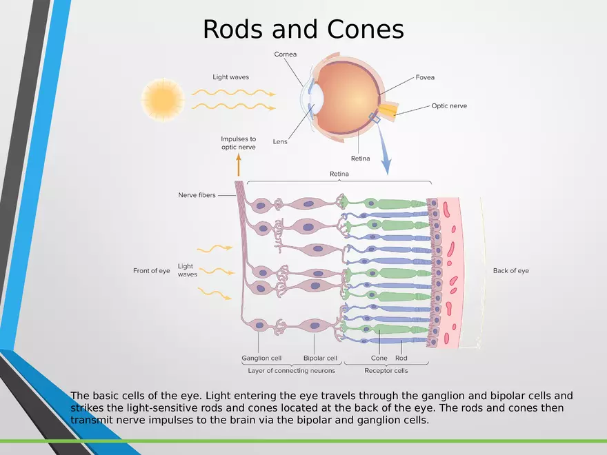 Sensation and Perception Lecture 3 - Page 8