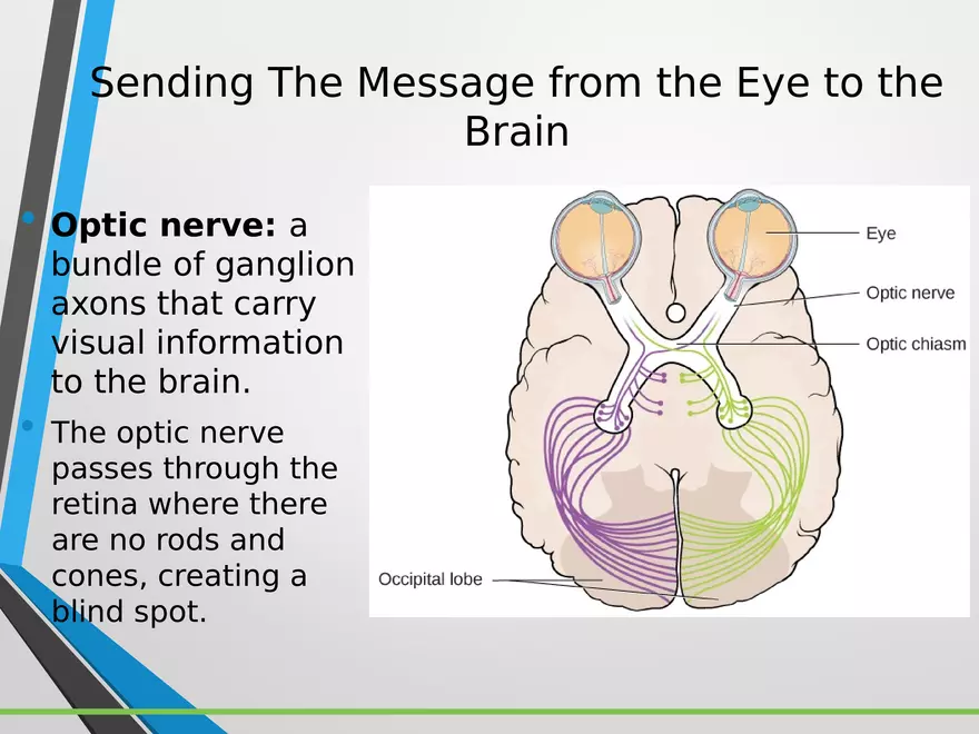 Sensation and Perception Lecture 3 - Page 9
