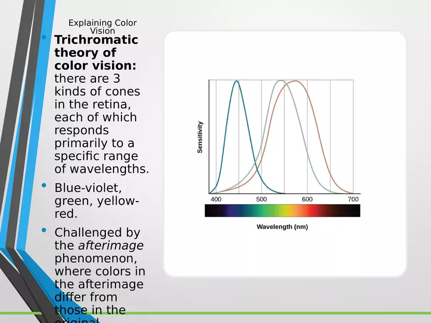 Sensation and Perception Lecture 3 - Page 10
