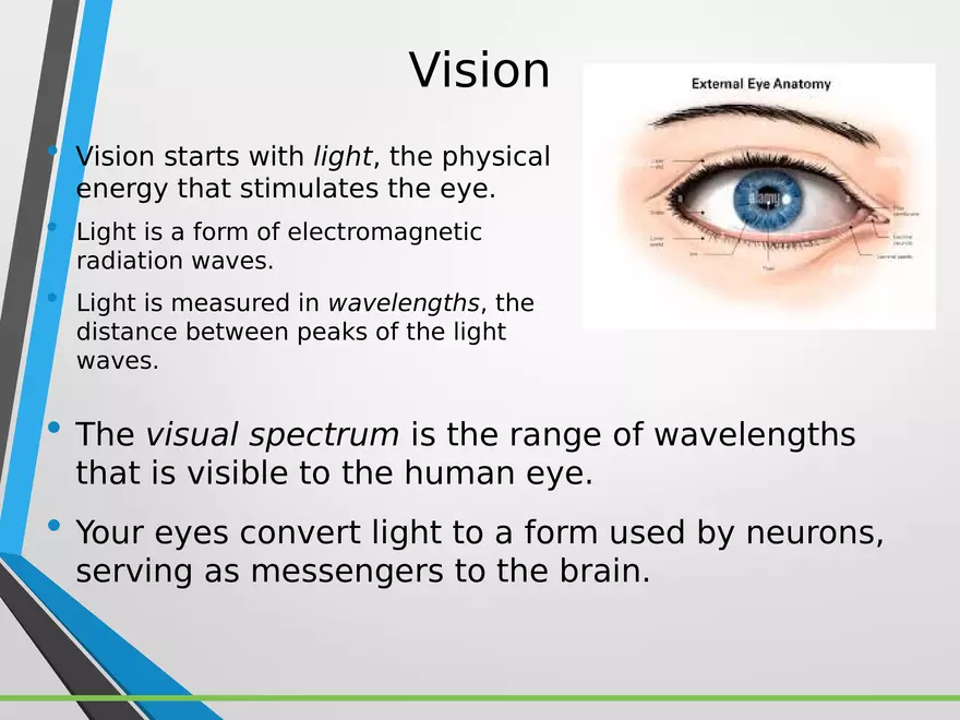 Sensation and Perception Lecture 3 - Page 2