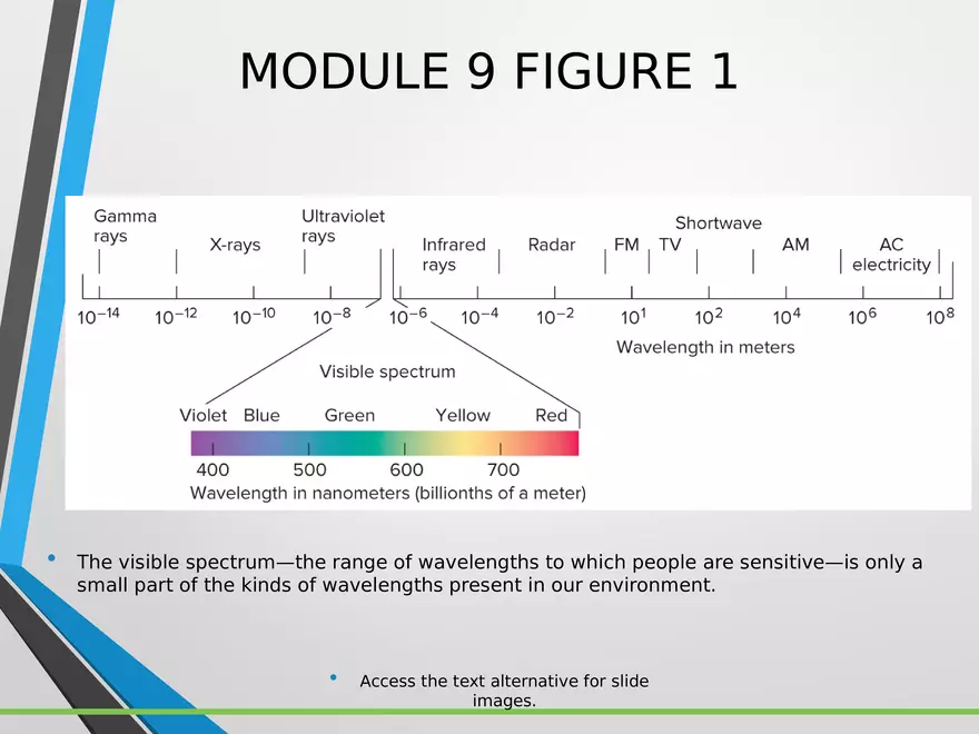 Sensation and Perception Lecture 3 - Page 3