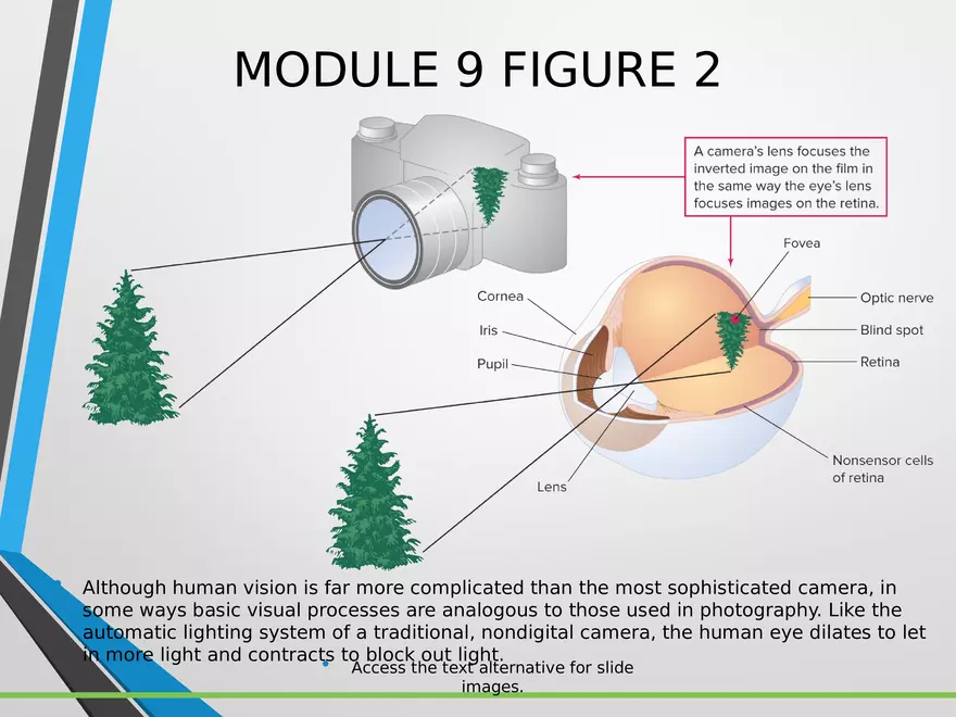 Sensation and Perception Lecture 3 - Page 4