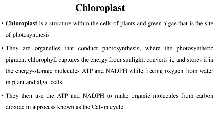 Chloroplasts - Page 2