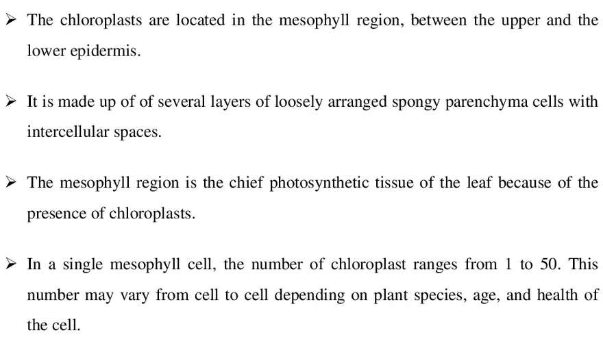 Chloroplasts - Page 4