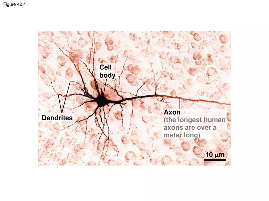 Animal Form and Function Lecture 1 - Page 9