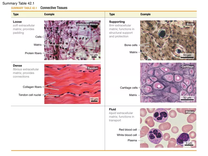 Animal Form and Function Lecture 1 - Page 6