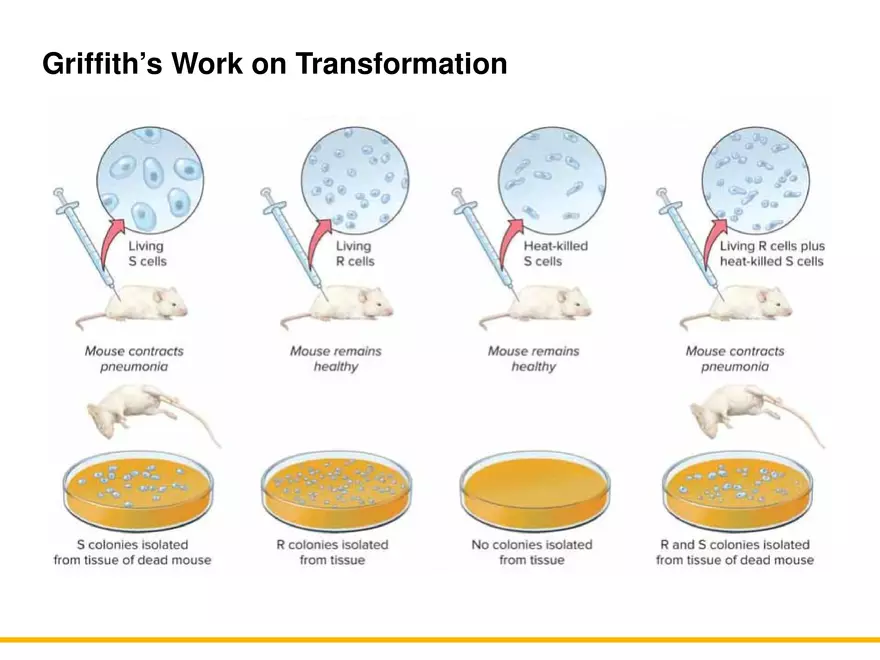 An Introduction to Microbial Genetics Lecture Part 11 - Page 8