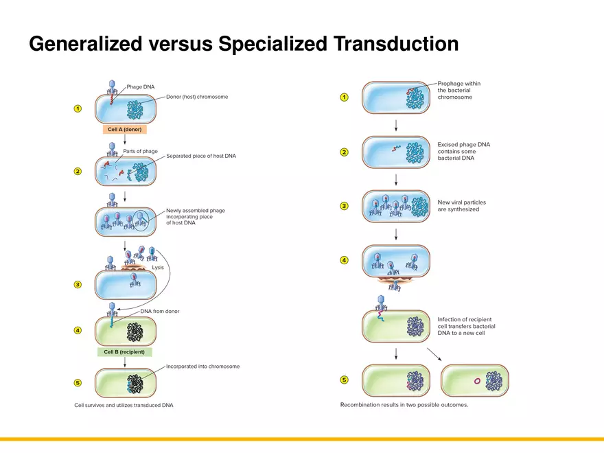 An Introduction to Microbial Genetics Lecture Part 11 - Page 10