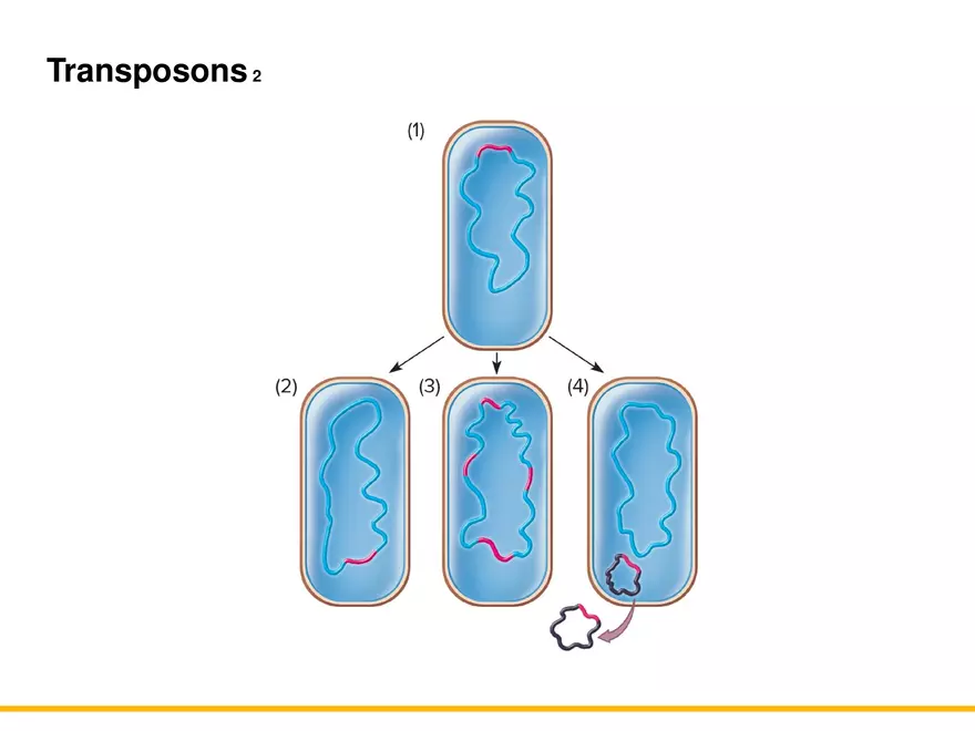 An Introduction to Microbial Genetics Lecture Part 11 - Page 13