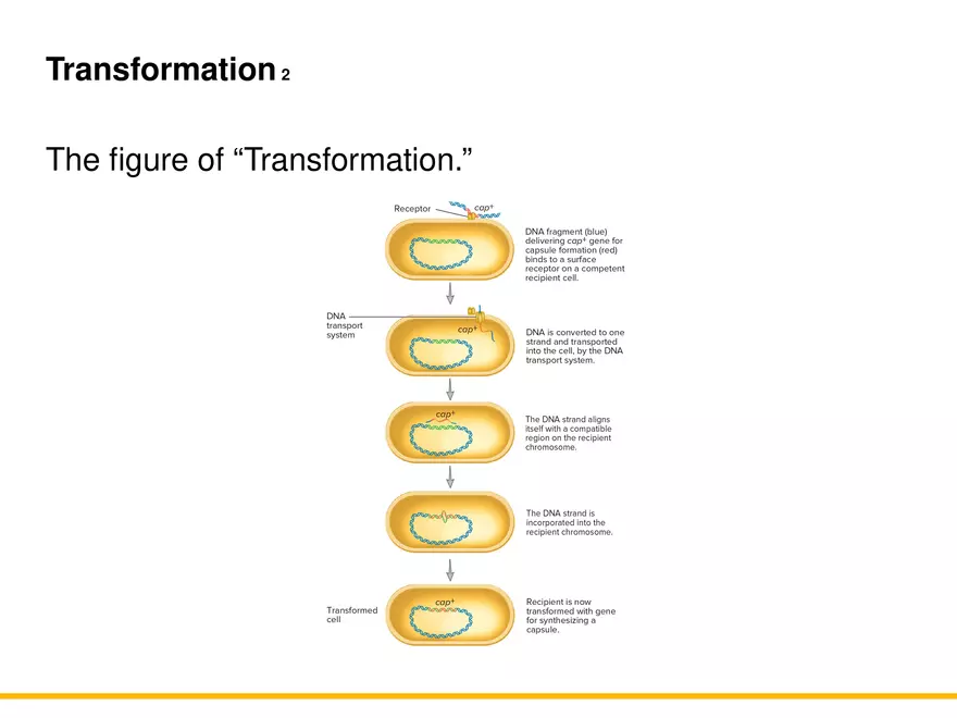 An Introduction to Microbial Genetics Lecture Part 11 - Page 2