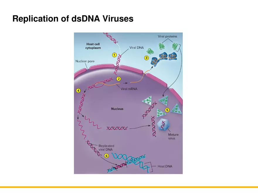 An Introduction to Microbial Genetics Lecture Part 11 - Page 3